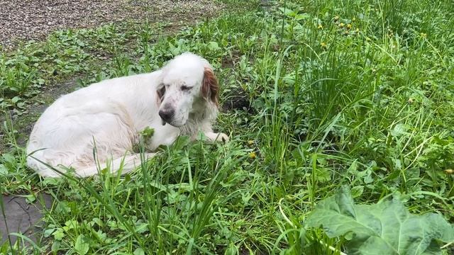 Алиса - лиса. Белый и охрана объекта. Часть 1 смотреть онлайн