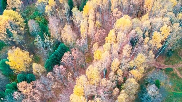 Аэросъемка Нововятский дендропарк осенью смотреть онлайн