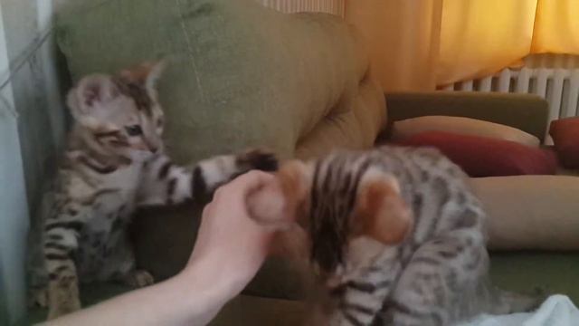 Бенгальские котята 1,5 месяца смотреть онлайн
