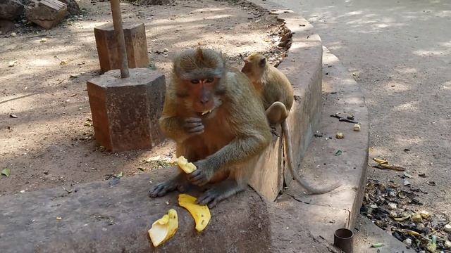 Обезьяна ест банан смотреть онлайн