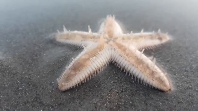 Echinoderms 101: Sea Stars, Sea Urchins, Sea Cucumbers and More смотреть онлайн