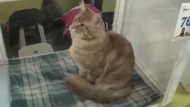 00007 смотреть онлайн