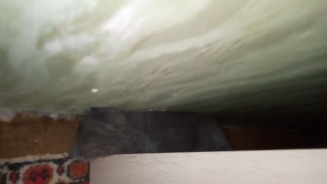 VLOG.Лилия покажет где спят котята. смотреть онлайн