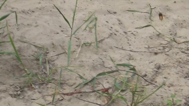 Монстр шершень 