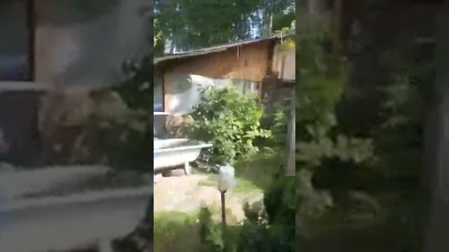 Дикий виноград как декорация на участке! смотреть онлайн