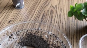 Посадка отростков каланхоэ.