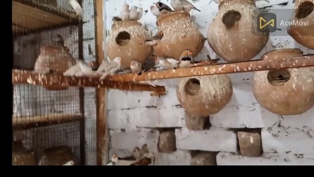 ZABRA finchs pid dove java setup by nadar bhai in urdu\hindi12\09\2022 смотреть онлайн