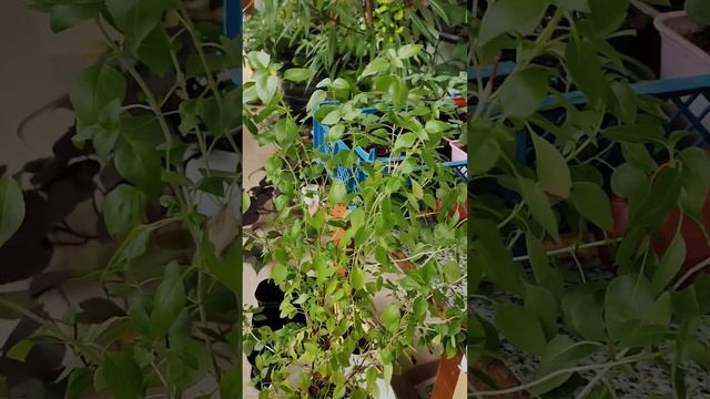 Кипрский базилик! Размножение и сохранение! смотреть онлайн