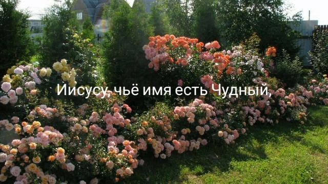 "Его любовь, как розы", мой стих из глубины души. смотреть онлайн