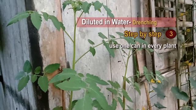 Paano Paggamit ng 0-0-60 Potash Fertilizer | How to Apply / Use Potash Fertilizer 0-0-60 смотреть онлайн