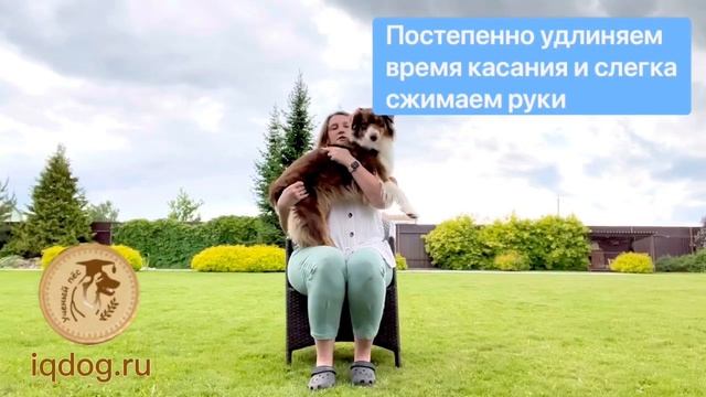 Дрессировка собак. Команда «на ручки» смотреть онлайн