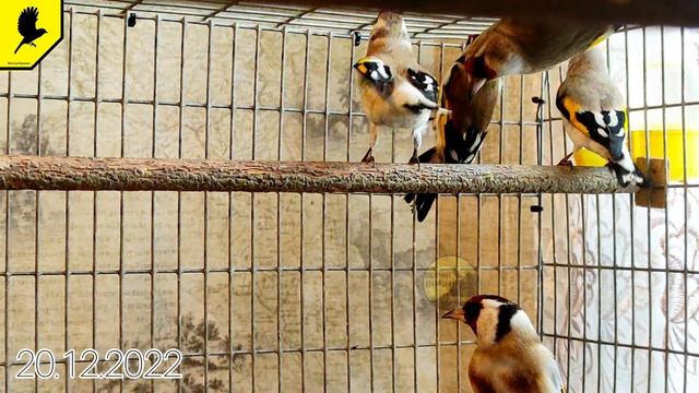 Горные щеглы!!!The Goldfinch Russia #Carduelis смотреть онлайн