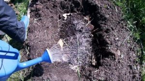 ПРАВИЛЬНАЯ ПОСАДКА И РАЗМНОЖЕНИЕ РЕМОНТАНТНОЙ МАЛИНЫ