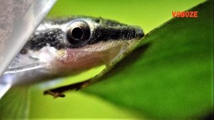 Отоцинклюс. Содержание, разведение, кормление в аквариуме Otocinclus