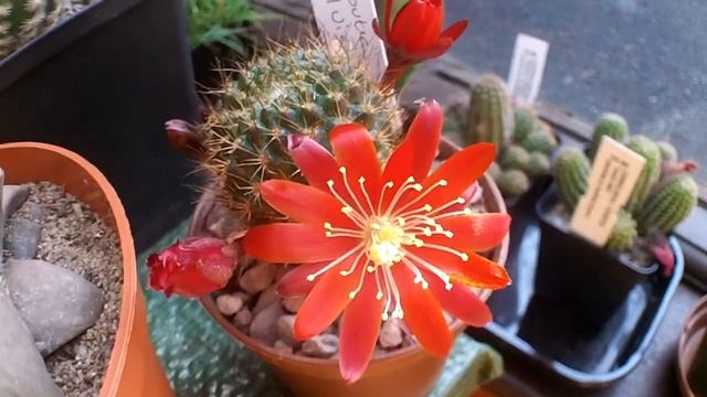 My Rebutia fulviseta cactus plant in flower смотреть онлайн