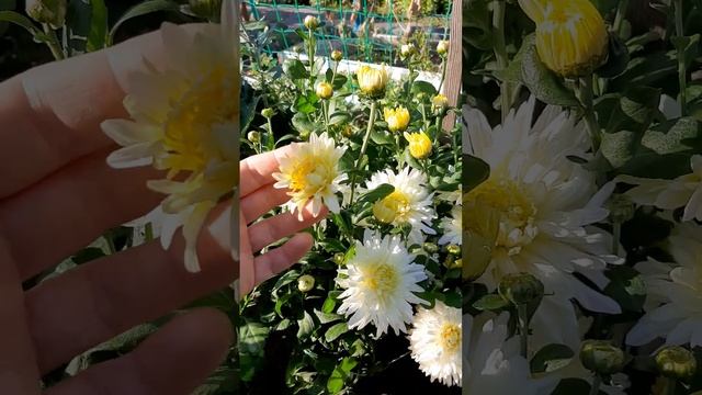 Незнакомка Корейская кустовая хризантема смотреть онлайн