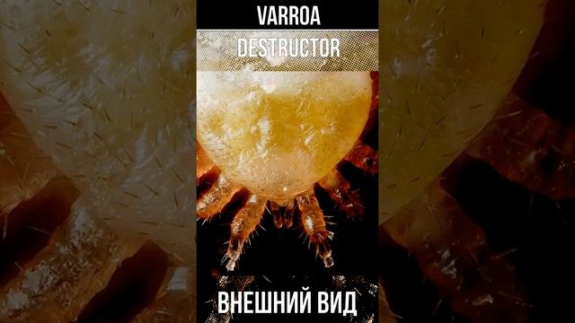Внешний вид клеща VARROA destructor #shorts смотреть онлайн