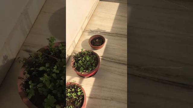 Patio Garden смотреть онлайн