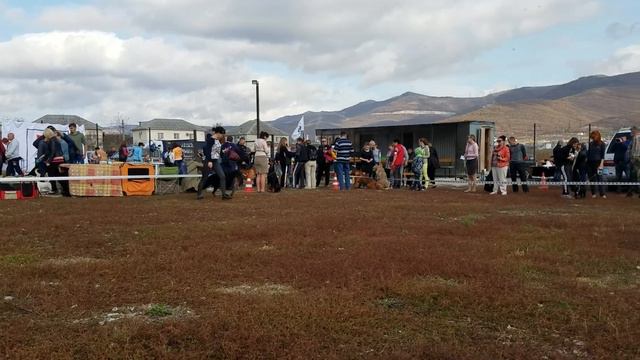 CAC Новороссийск ринг доберманов 21.10.2017 смотреть онлайн