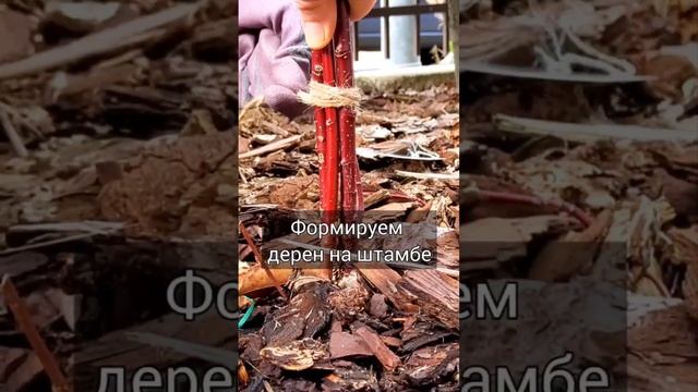 Формируем дерен на штамбах у подруги. Дерен Элегантиссима. смотреть онлайн