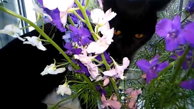 Black Cat Eats Flowers. Кошка любит цветы, в прямом смысле - любит есть букеты)
