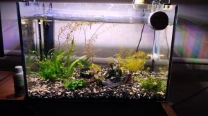 Коричневый налет/почему появляется/настройка аквариума