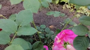 Роза Леди оф Меггинч