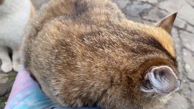 Приставучая кошка... это нужно видеть | Мурчание кошки асмр смотреть онлайн