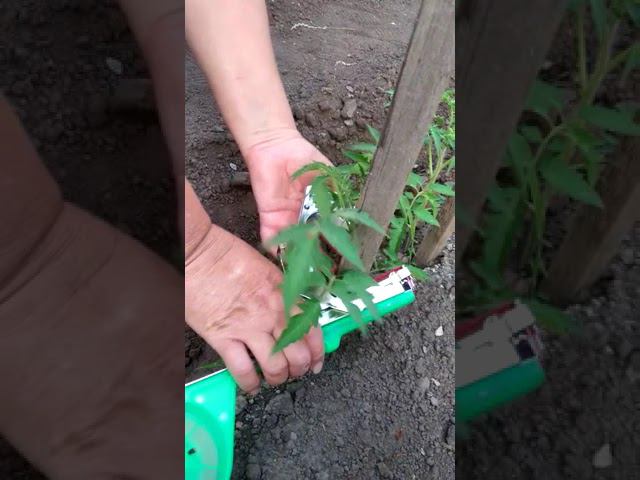 С ним подвязывать помидору стали в разы быстрее! #садогород #дача #тапенер #огород #помидоры смотреть онлайн