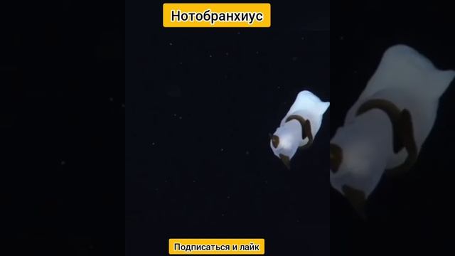 Нотобранхиус смотреть онлайн