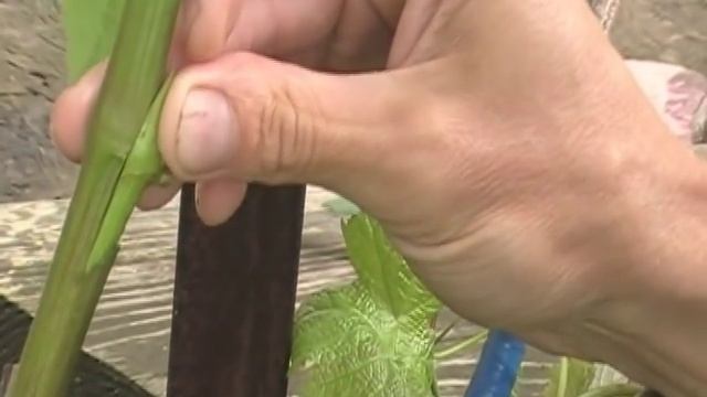 Зеленая ПРИВИВКА ВИНОГРАДА одной почкой смотреть онлайн