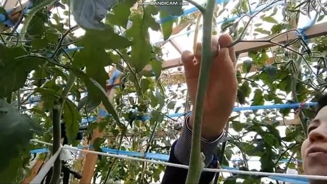 сортовой томат БЫЧЬЕ СЕРДЦЕ КИСТЕВОЕ обзор смотреть онлайн