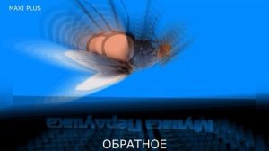 ✅ Мушка пердушка. Мушка пердушка на разных скоростях.