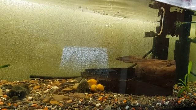 Выращиваем осетровых. Начало