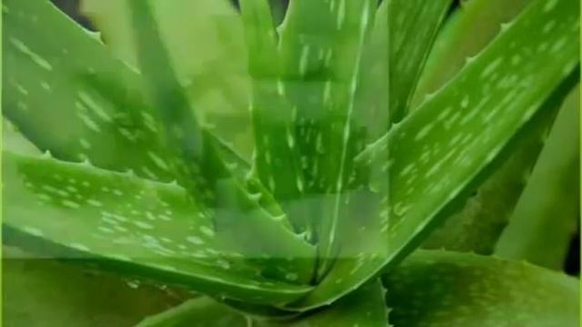 Kevin Imanuel Hia смотреть онлайн