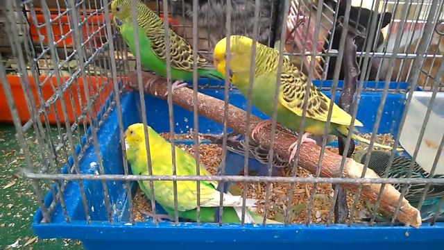 Parrots and other birds and animals попугайчики и другие птицы и звери смотреть онлайн