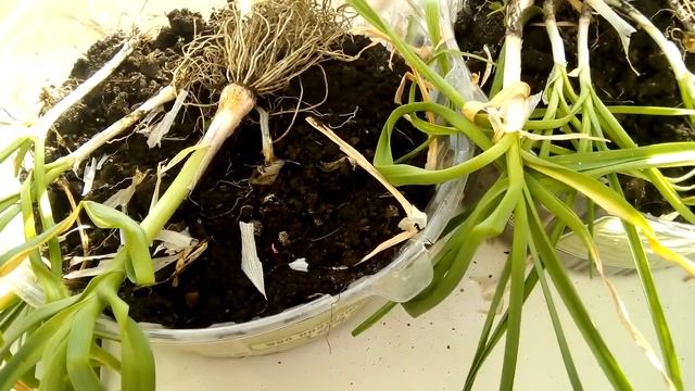 Раскисление почвы смотреть онлайн