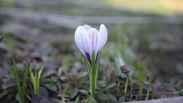 Sunrise Flower смотреть онлайн