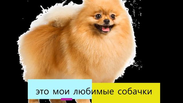 какая тебе собака нравится пиши смотреть онлайн