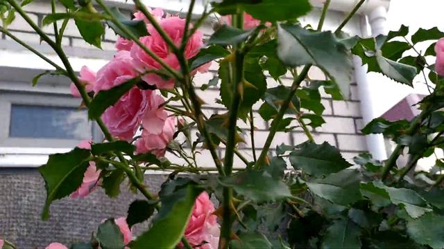 15 июня. ВЕЧЕРНИЕ ПОСИДЕЛКИ. Избавляемся от порослей ненужных растений. смотреть онлайн