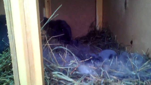 Крольчата французского барана