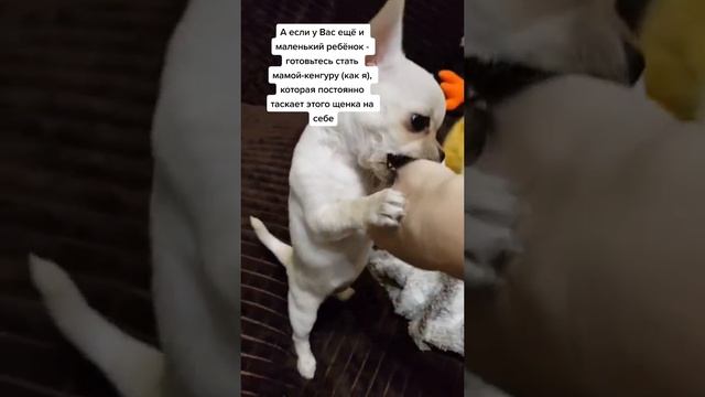 Не заводите чихуахуа!!!! смотреть онлайн