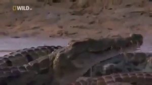 СУПЕР ХИЩНИКИ. НИЛЬСКИЙ КРОКОДИЛ!!! САМЫЙ ОПАСНЫЙ ХИЩНИК.