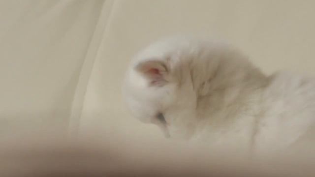 Питомник британских кошек смотреть онлайн