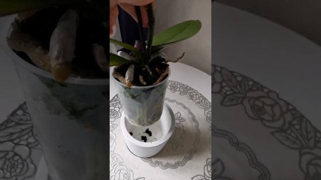 Своевременной полив орхидей или ненасытный Дикий кот🌸 смотреть онлайн