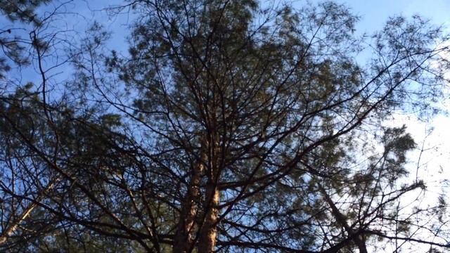 Сосновая роща на острове Хортица 2015 год смотреть онлайн