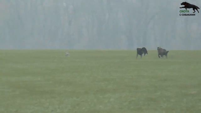 Охота на зайца с собаками 19.12.20г (18 часть) смотреть онлайн