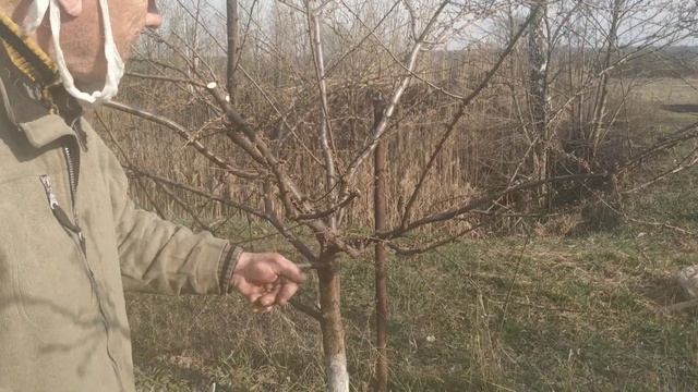 обрезка алычи(основные приемы) смотреть онлайн