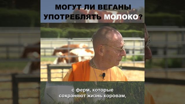 Могут ли веганы употреблять молоко? | Шиварама Свами смотреть онлайн