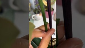 Цитокининовая паста. Обработка почек.